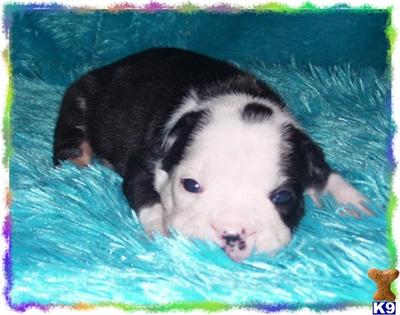 French Bulldog Puppies for Sale